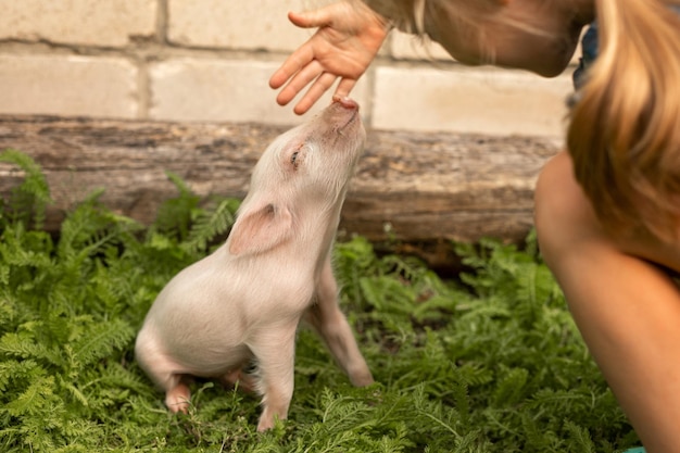 Een varken speelt met een meisje in de tuin van het huis Kinderen zorgen voor huisdieren