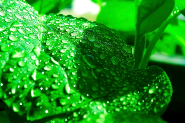 Een vel aubergine na het water geven van een close-up vel met druppels dauw