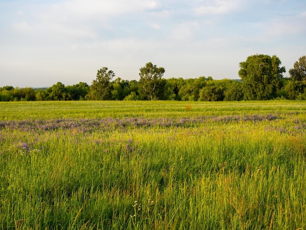 Een veld bedekt met groen gras onkruid in de zomer bij zonsondergang Landelijk landschap