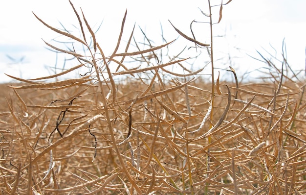 Een veld droog koolzaad is klaar voor een grote oogst aan het begin van de zomer goede weersomstandigheden