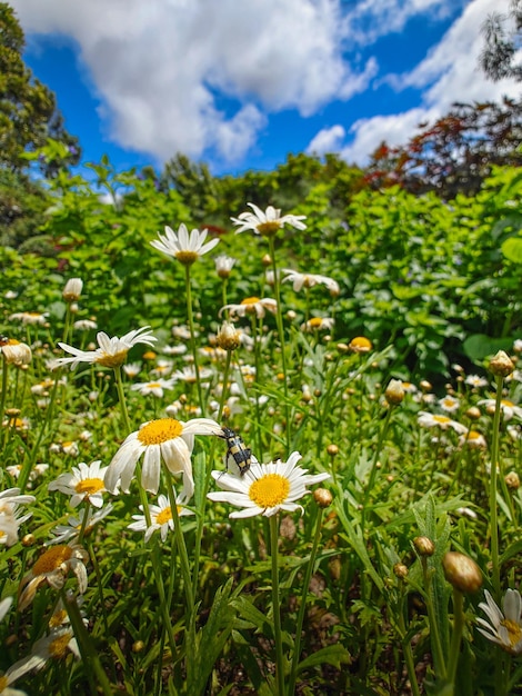 Een veld madeliefjes met een lieveheersbeestje eronder