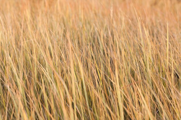 Een veld met aartjes, droog gras op een zonnige herfstdag. Selectieve focus