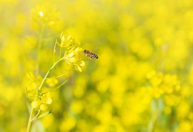 een veld met bloeiende gele mosterd, een bij zit op een bloem en verzamelt honing