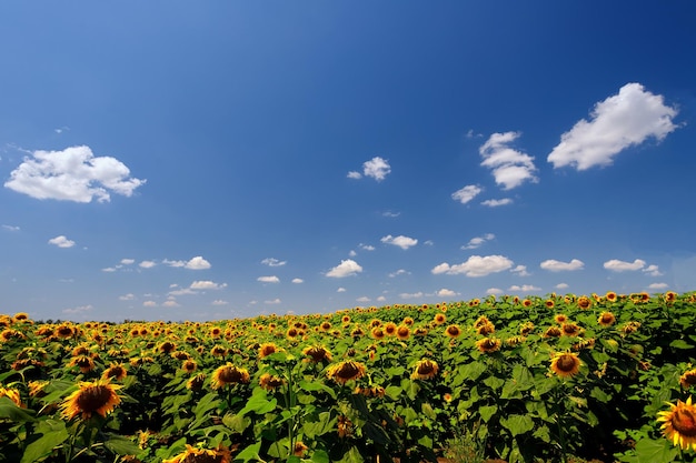 Een veld met bloeiende zonnebloemen tegen een blauwe lucht met wolken