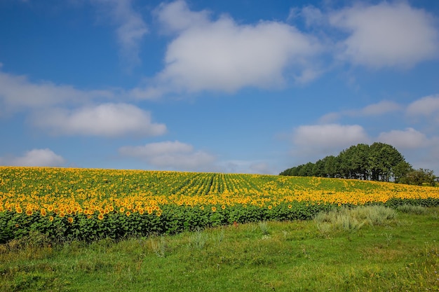 Een veld met bloeiende zonnebloemen tegen een blauwe lucht op een zonnige dag