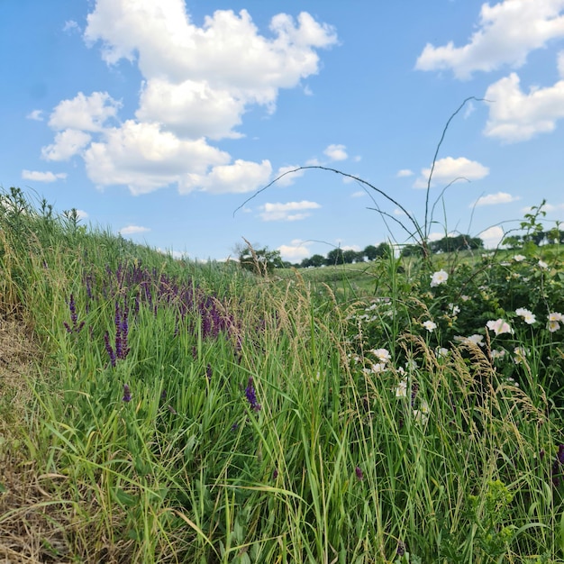 Foto een veld met bloemen en gras