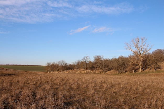 Een veld met bomen en een blauwe hemel