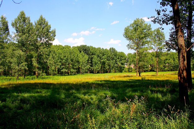 Een veld met bomen en een blauwe lucht