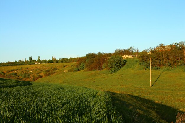 Een veld met bomen en een hek.