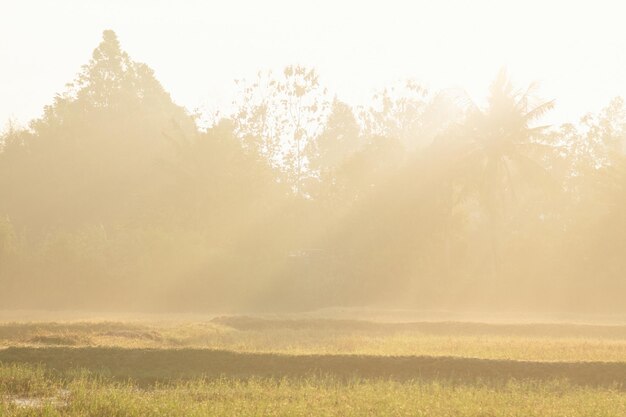 Foto een veld met bomen en een veld met een zon die door de bomen schijnt