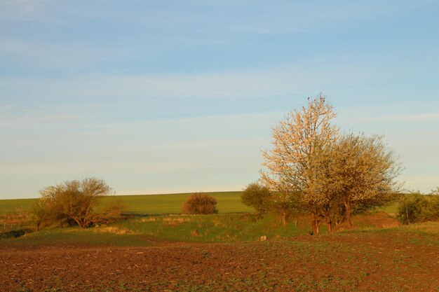 Een veld met bomen en gras.