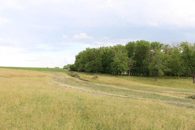 Foto een veld met bomen en gras