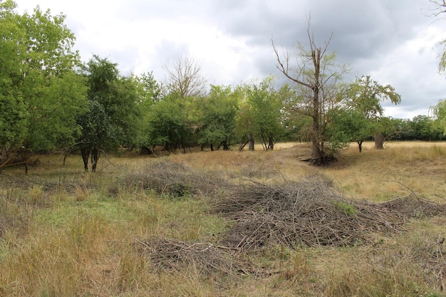 Een veld met bomen en struiken