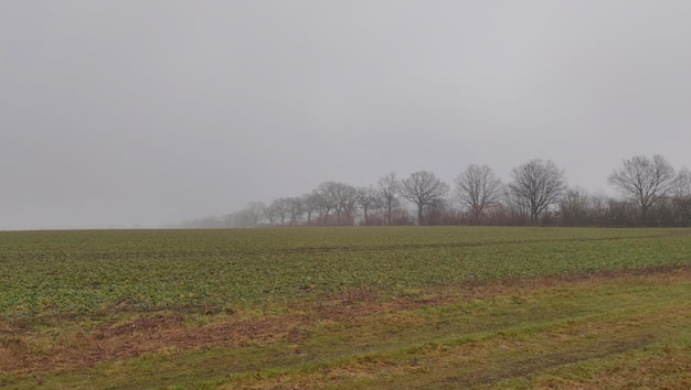 Een veld met bomen in de mist