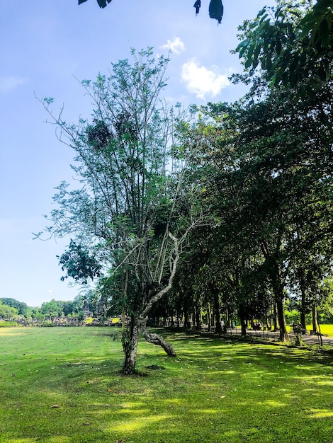 Een veld met bomen met daarachter een blauwe lucht