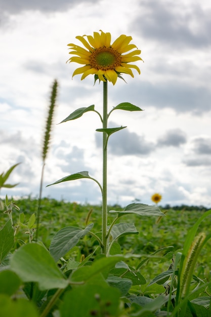 Een veld met een bloeiende zonnebloem op een zomerdag tegen een bewolkte hemel. Landbouw. Bio en biologisch productconcept.