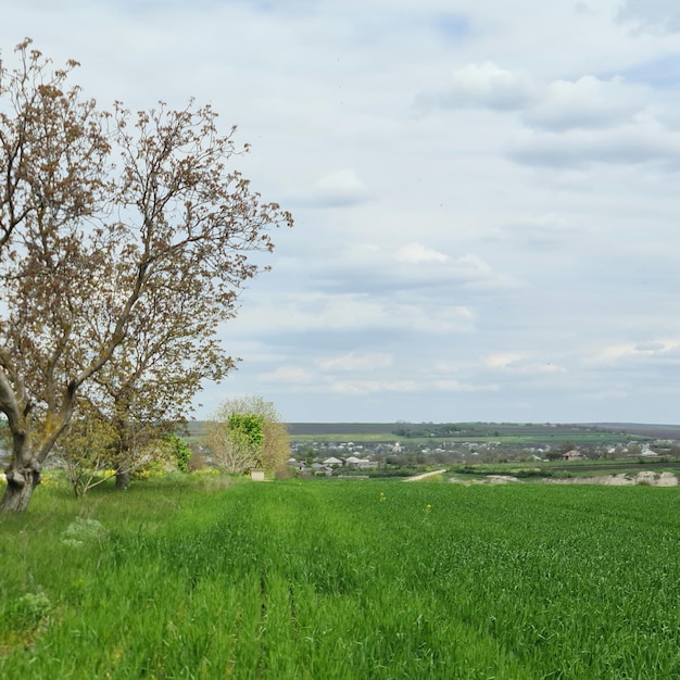 Een veld met een boom en een huis op de achtergrond