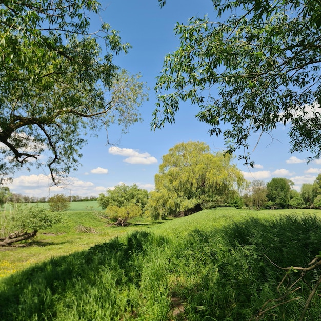 Een veld met een boom en een veld met groen gras en blauwe lucht