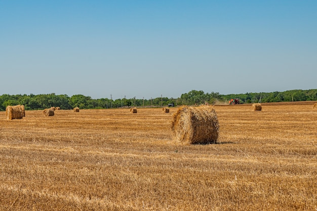 Een veld met een gemaaid graanoogst van tarwe en rogge. Het stro wordt opgevangen in rollen. Krasnodar regio