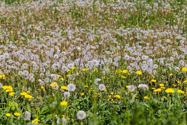 Een veld met een groot aantal paardenbloemen in de zomer