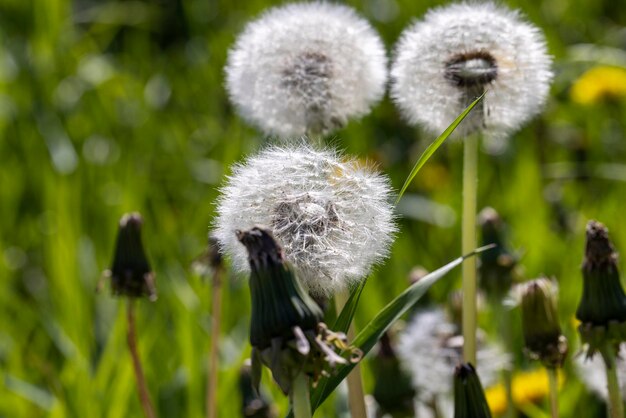 Een veld met een groot aantal paardenbloemen in de zomer