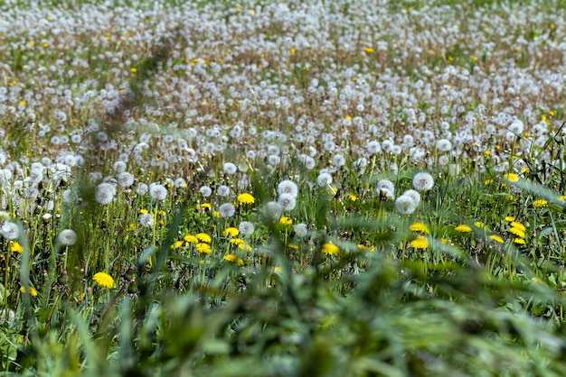 Een veld met een groot aantal paardenbloemen in de zomer