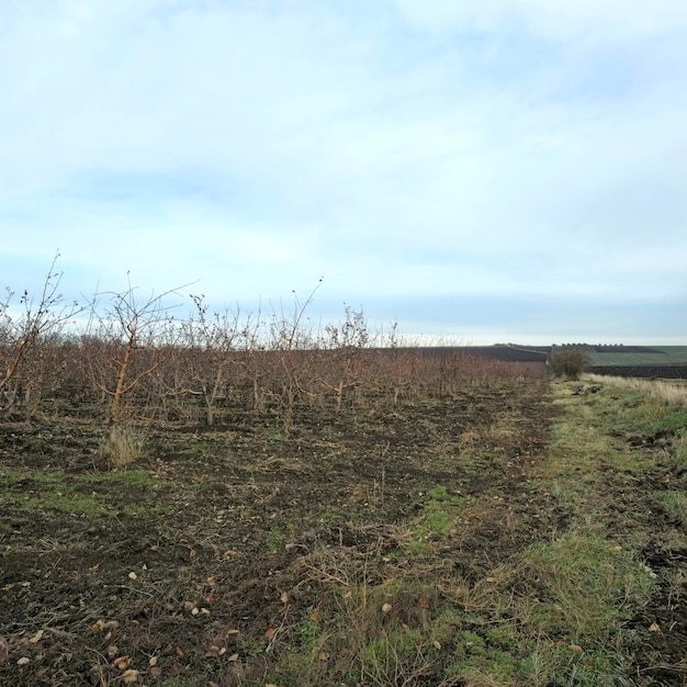 Een veld met een hek en bomen