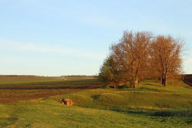 Foto een veld met een koe en bomen op de achtergrond