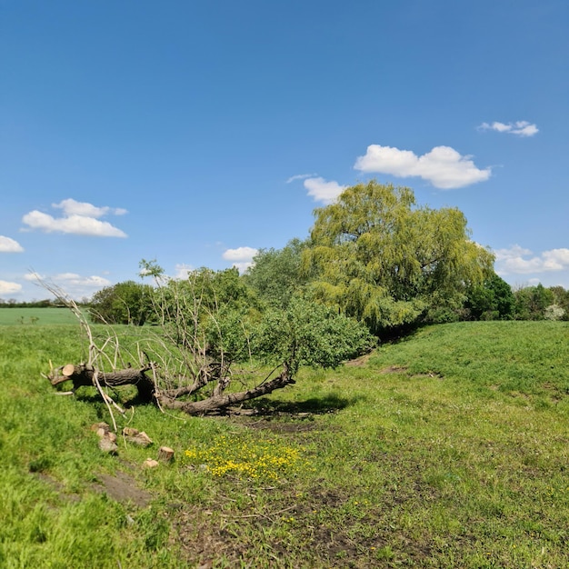 Een veld met een omgehakte boom