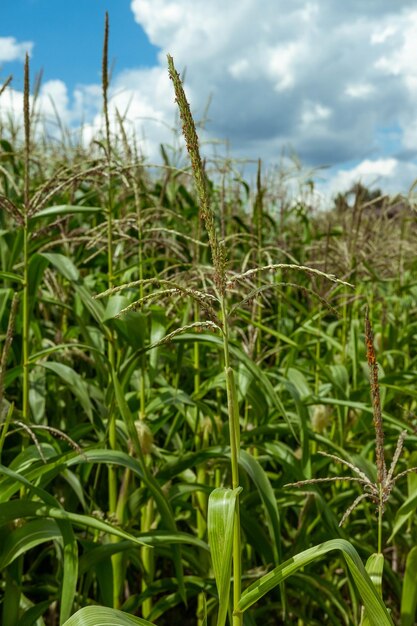 een veld met een paar bladeren gras dat het woord tarwe erop heeft