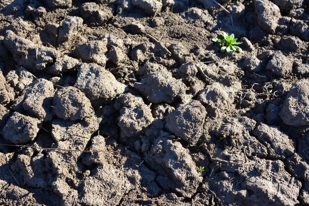 Foto een veld met een plant die daaruit groeit landbouwveld