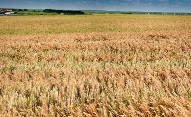 Een veld met een rijp korenaar focus op het oor op de voorgrond