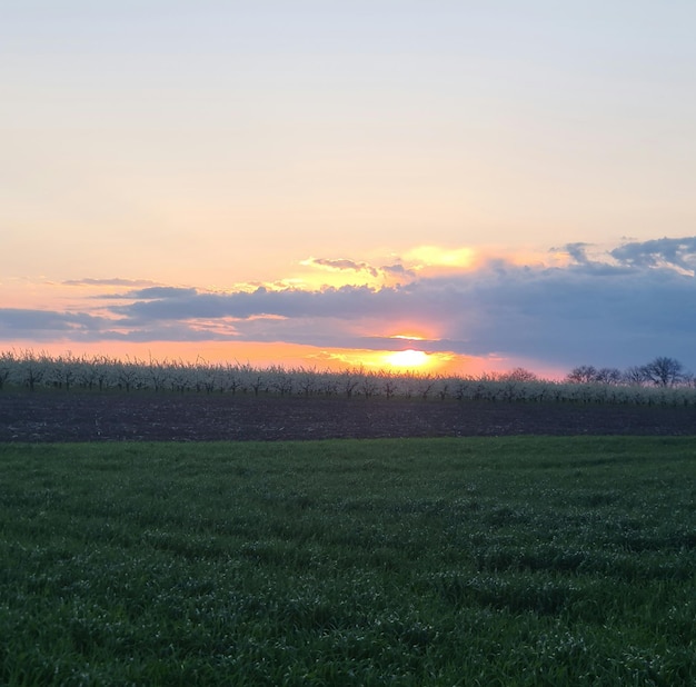 Een veld met een zonsondergang en een veld met bomen op de achtergrond.