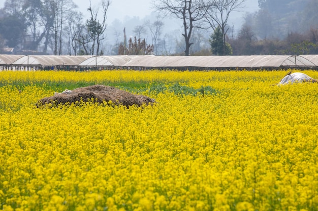 Een veld met gele bloemen in India