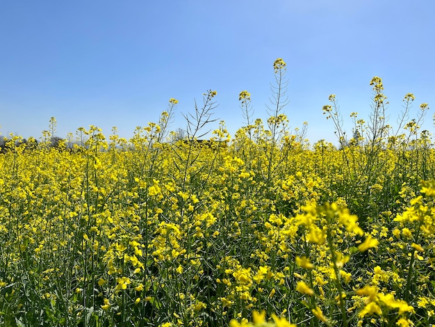 Een veld met gele bloemen met de lucht op de achtergrond