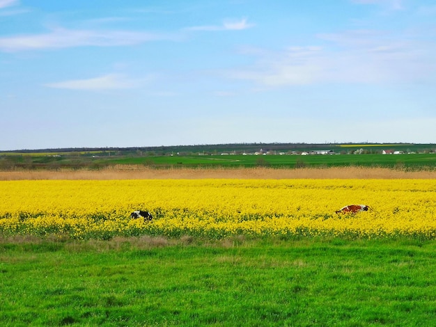 Een veld met gele bloemen met een blauwe lucht op de achtergrond.