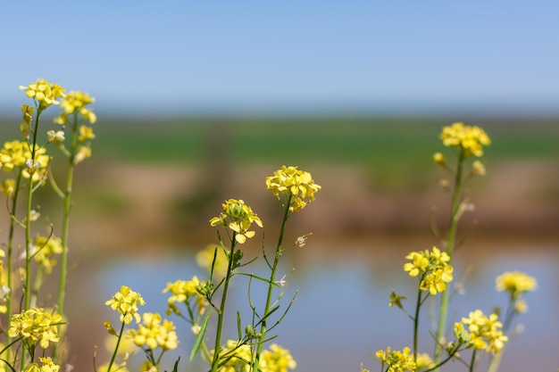 Een veld met gele bloemen met een blauwe lucht op de achtergrond