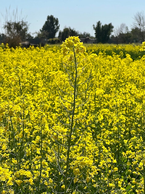 Een veld met gele bloemen met een boom op de achtergrond.