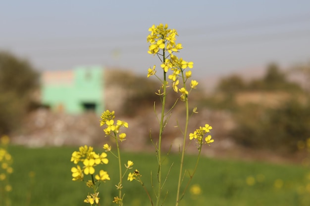 Een veld met gele bloemen met een groen gebouw op de achtergrond