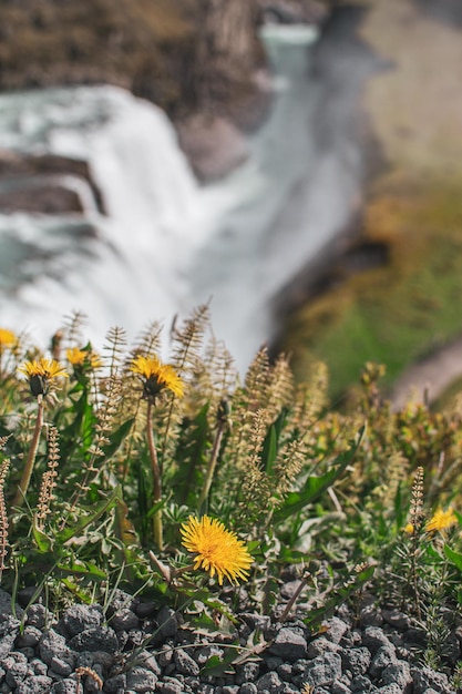 Een veld met gele bloemen met een waterval op de achtergrond