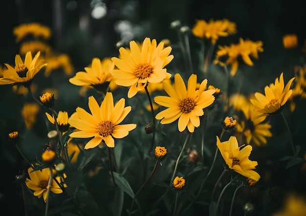Een veld met gele bloemen met het woord zonnebloem op de bodem.