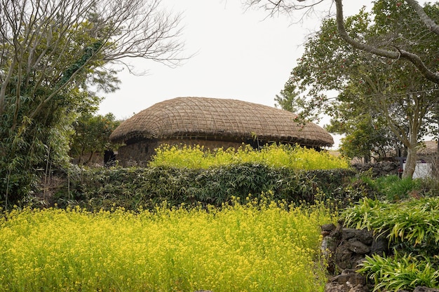 Een veld met gele bloemen voor een hut