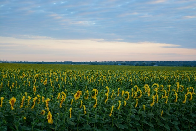 Een veld met gele zonnebloemen op een hemelachtergrond met wolken Vroeg in de ochtend