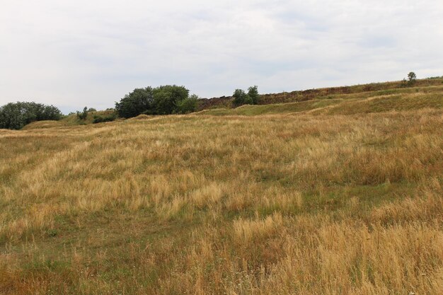 Een veld met gras en bomen