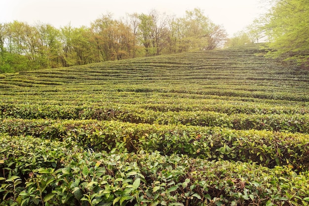 Een veld met groeiende groene thee, de meest noordelijke theeplantage ter wereld, sotsji, rusland