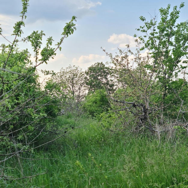 Een veld met groen gras en bomen met een blauwe lucht op de achtergrond.