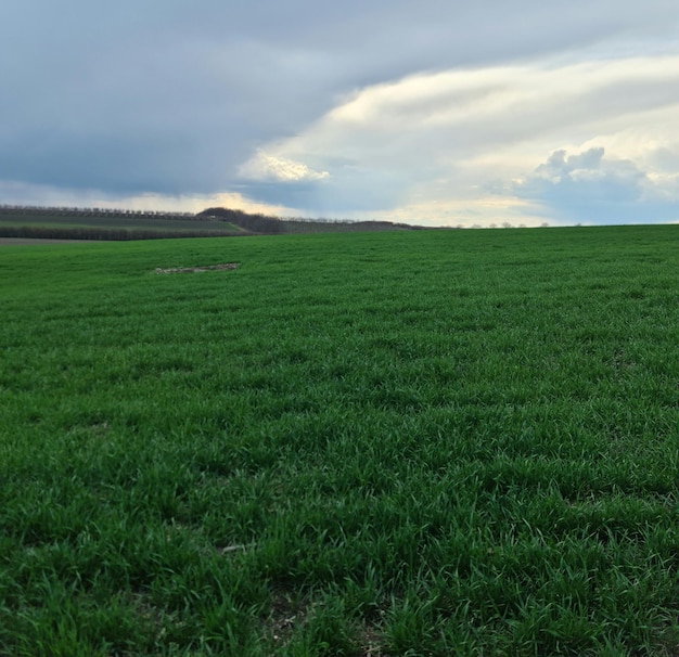 Een veld met groen gras met een bewolkte lucht op de achtergrond.