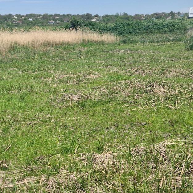 Een veld met groen gras met een bord erop