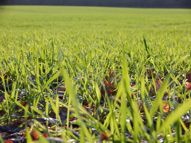 Een veld met groen gras met een rood blad erop