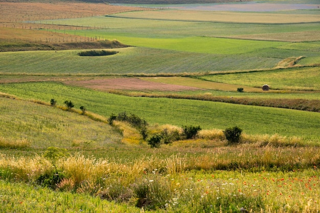 Een veld met groene en gele bloemen op het platteland